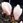 Magnolia soulangeana Brozzonii