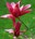 Magnolia Burgundy Star PBR