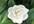 Magnolia grandiflora Exmouth 2