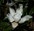 Magnolia grandiflora Sweet 'n' Neat