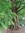 Metasequoia glyptostroboides 