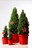 Picea glauca Christmas Star PBR